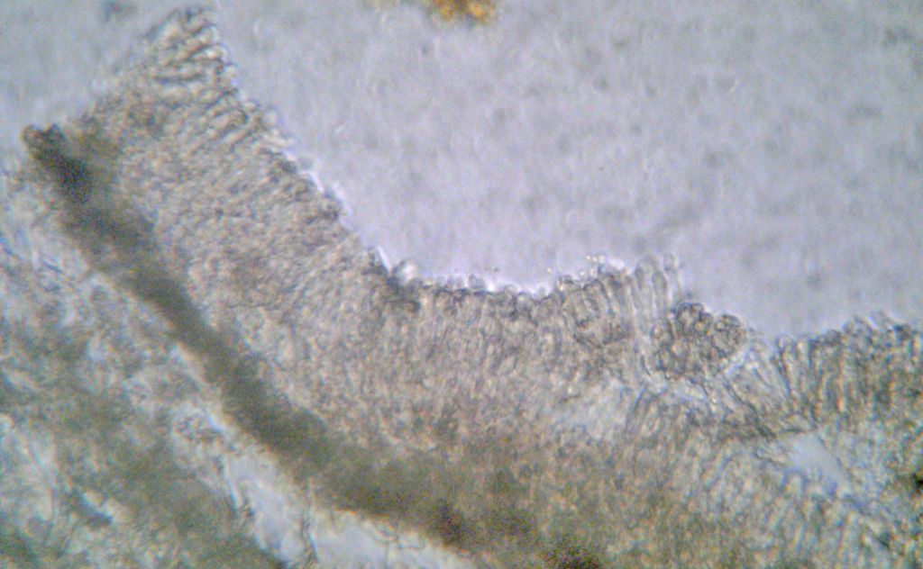 Forse lo so.... Byssomerulius corium? (B. corium)